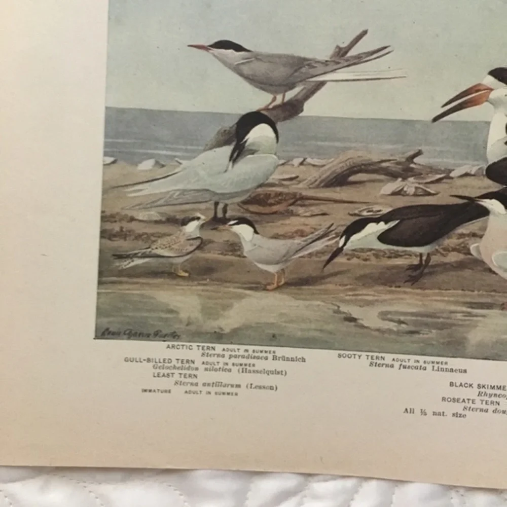 🖤 5/$25 Antique Ornithological Bird Print Original ocean birds